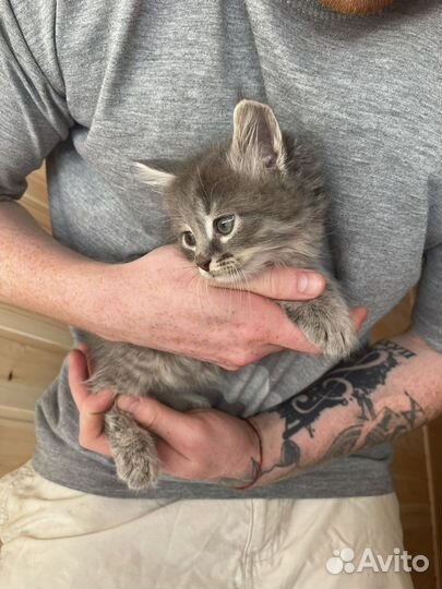 Кошки в добрые руки
