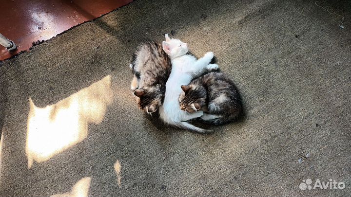 Отдам котят