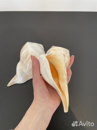 Ракушка морская большая