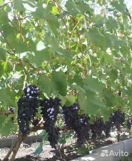 Саженцы и черенки винограда