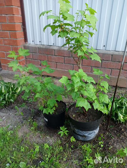 Красная смородина саженцы