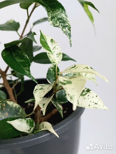 Фикус эльдорадо