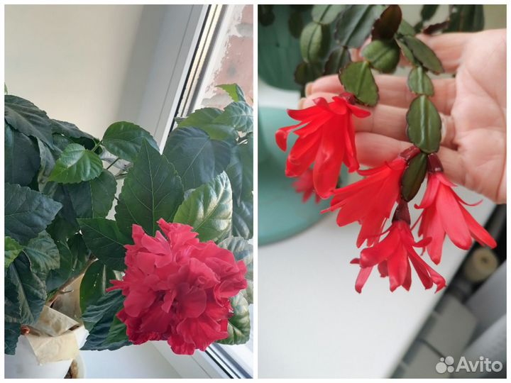 Комнатные цветы