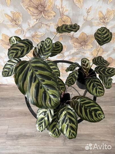 Калатея Макоя