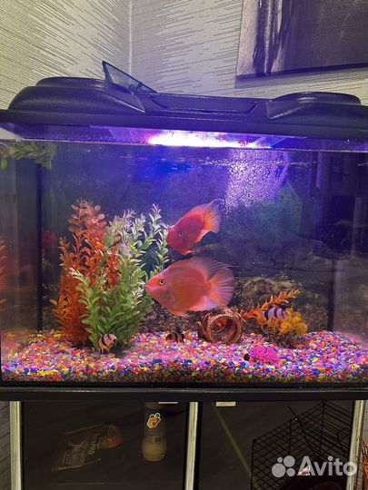 Аквариум с тумбой без рыб