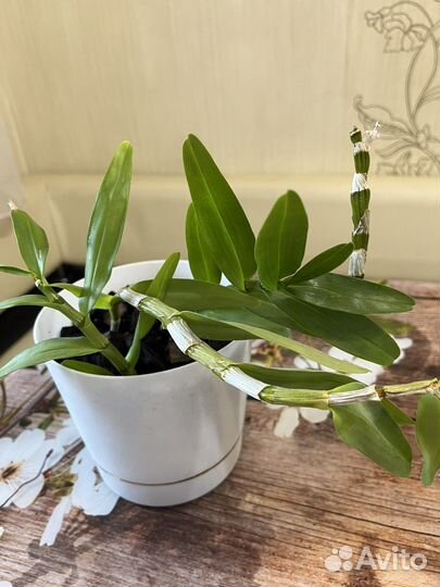 Орхидея дендробиум нобиле