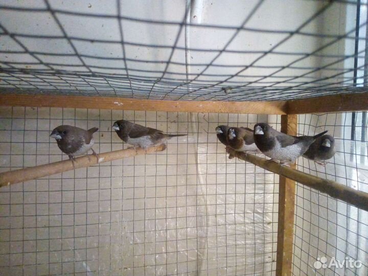 Японские, зебровые амадины