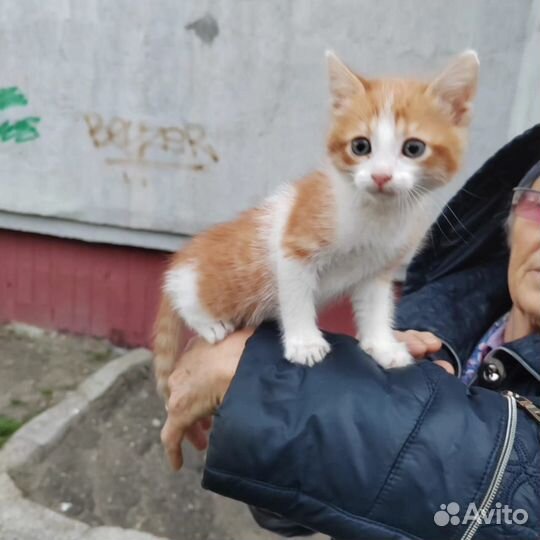 Котёнок