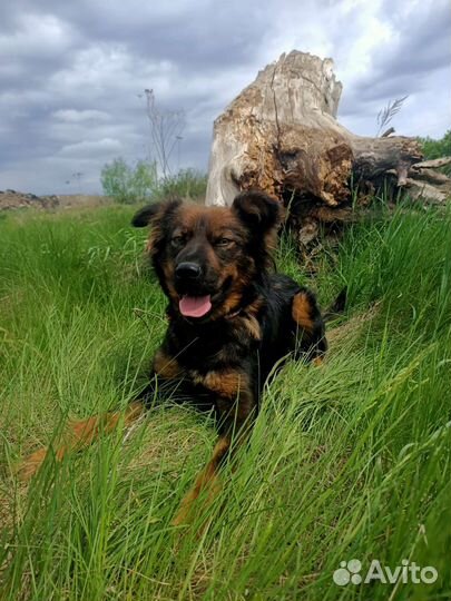 Милана в добрые руки