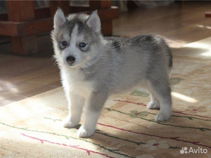 Разные породы щенков