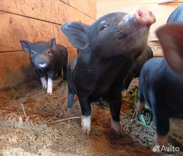 Вьетнамские вислобрюхие поросята