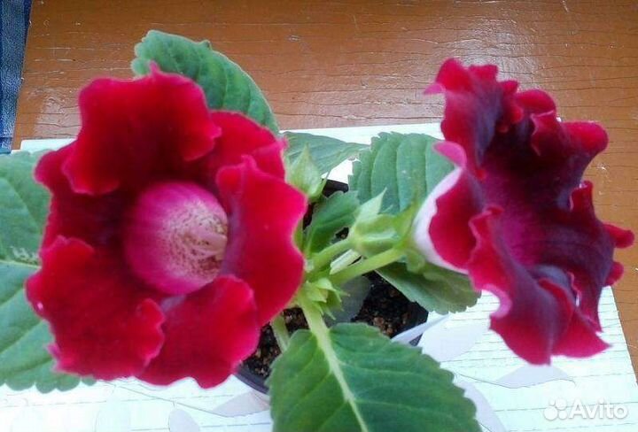 Глоксиния,хойя,денежное дерево