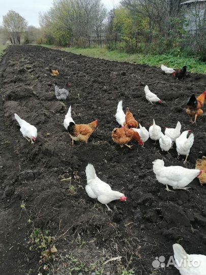 Домашние куриные яйца