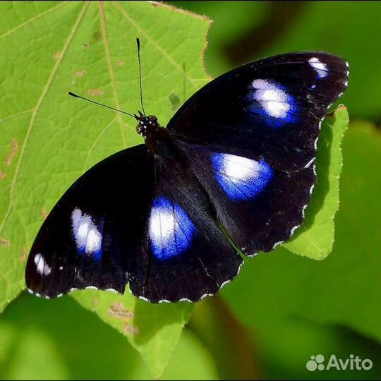 Бабочкина ферма. Живые бабочки