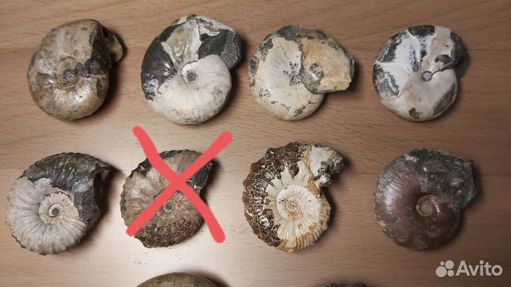 Аммониты окаменелость 4 см (500)