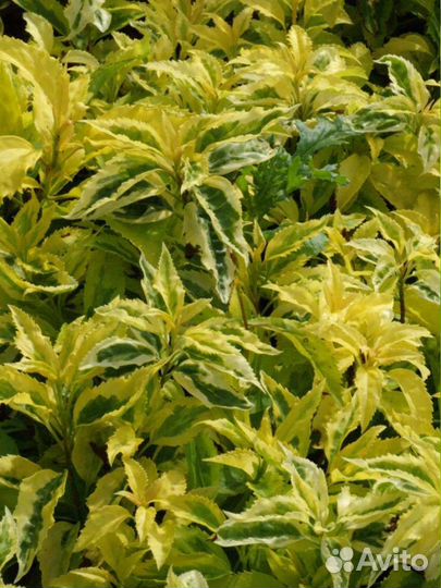 Форзиция Голден Тайм зкс почта/сдек