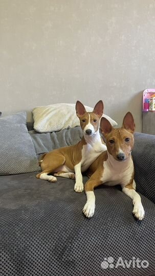 Басенджи классная девочка