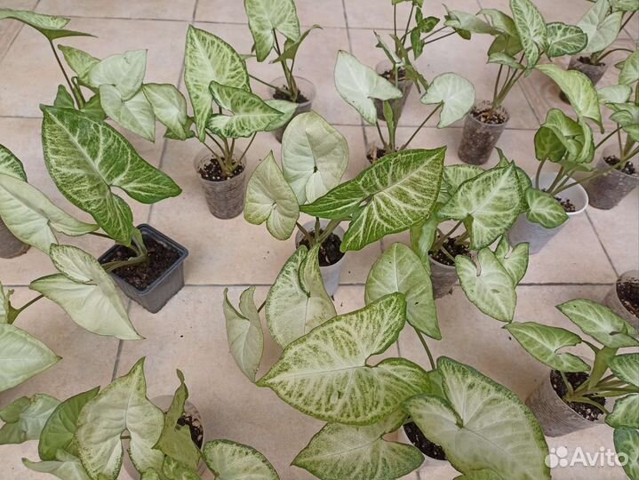 Сингониум (лиана)