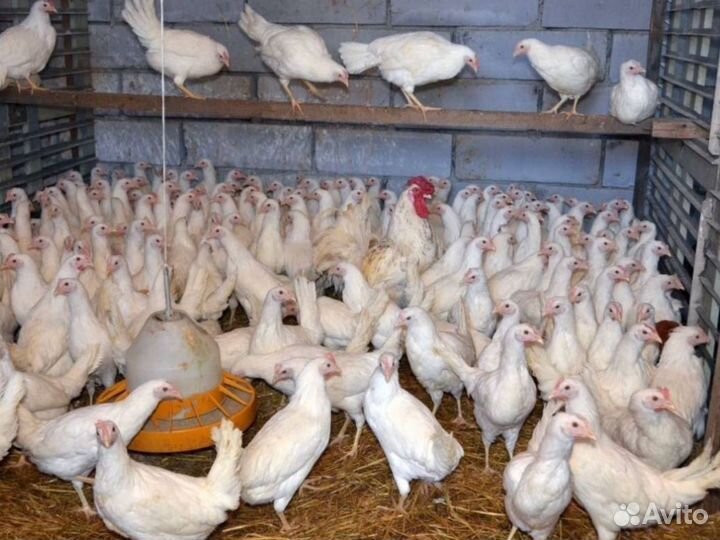 Куры-несушки