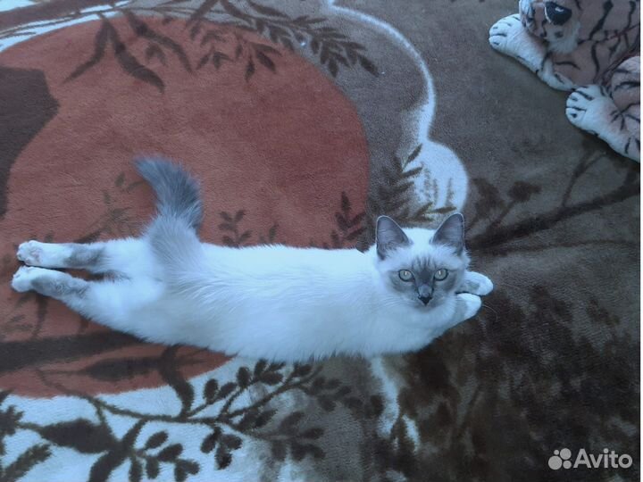 Котёнок Добрыня Священная бирма для добрых людей