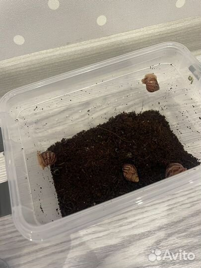 Улитки ахатины