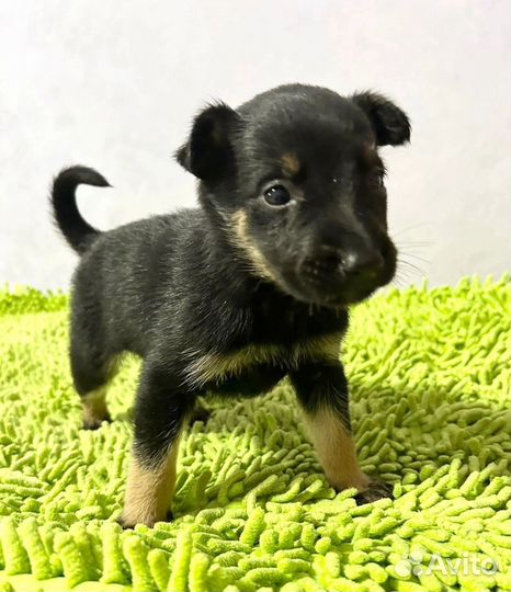Щенки