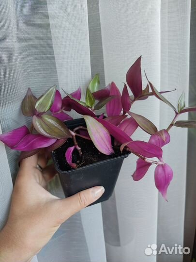 Зебрина Purpusii bruckner