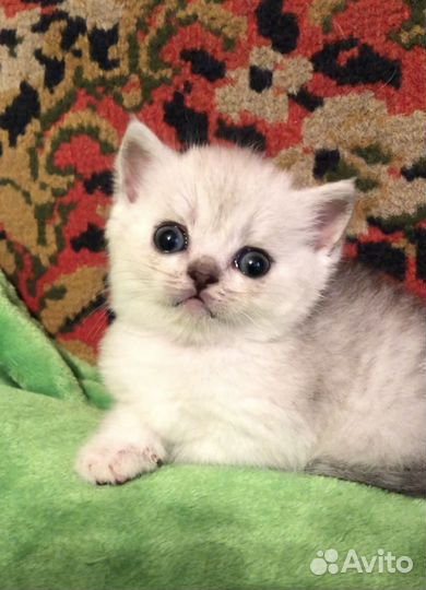 Шотландские котята