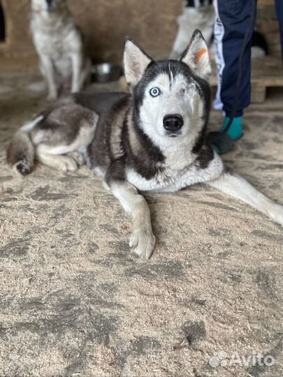 Сибирский хаски