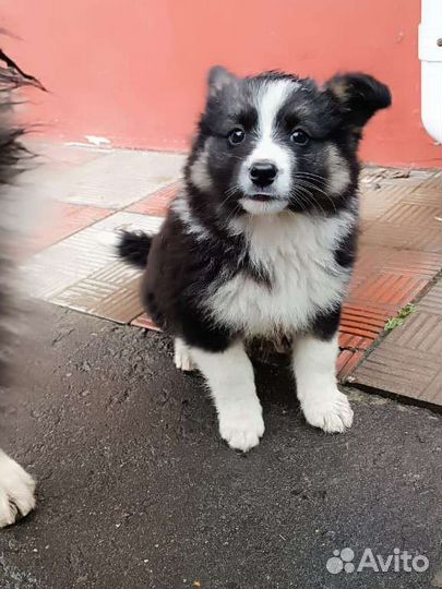 Очень красивые щенки в дар