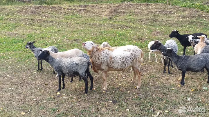 Катумский баран