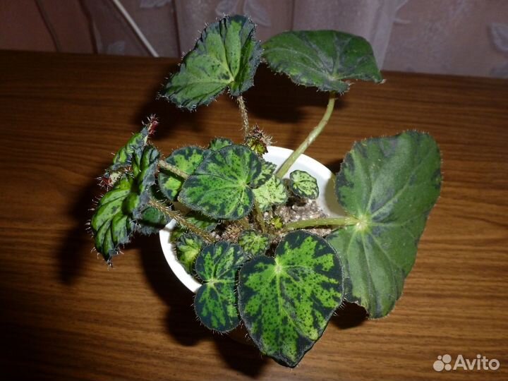 Комнатные цветы