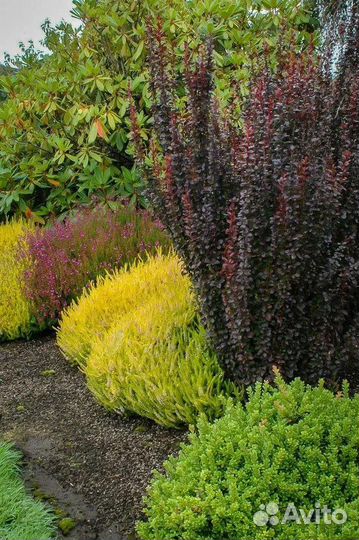 Барбарис тумберга саженцы в горшках