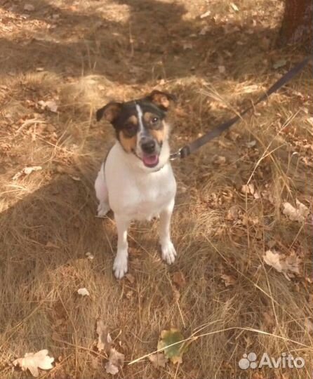 Собака компаньон