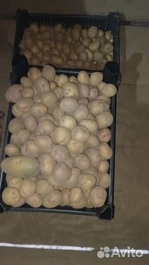 Семенной картофель