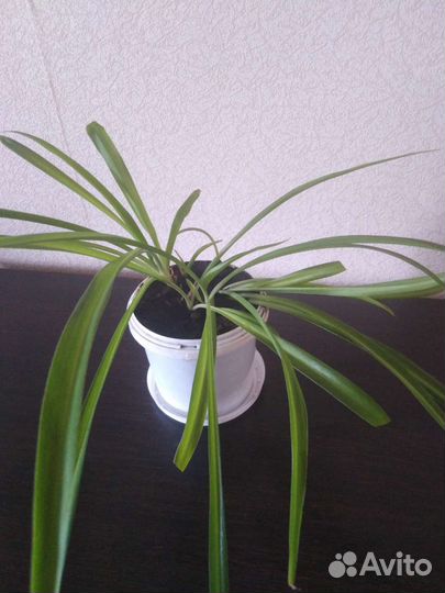 Хлорофитум