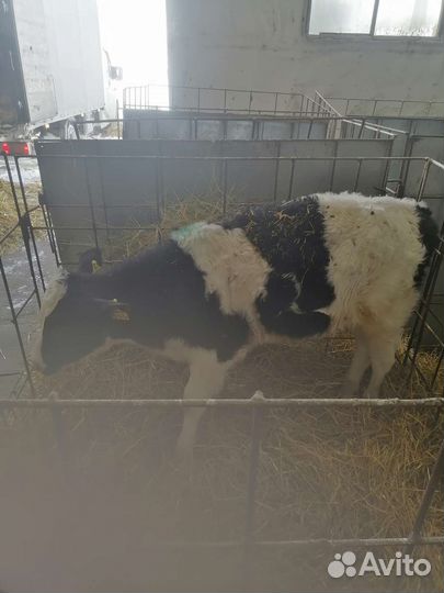 Продаём бычков телок