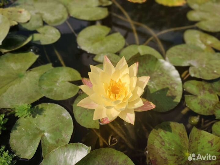 Нимфея Paranee