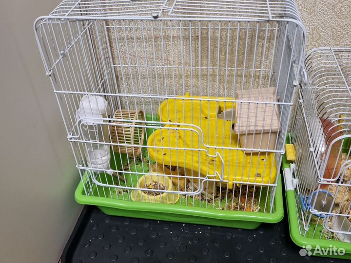 Хомяки (девочки) с клеткой