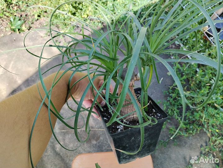 Бокарнея нолина