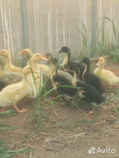 Утки, кролики