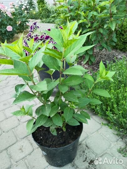 Гортензия саженцы