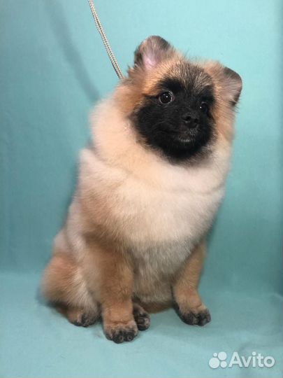 Шпиц щенок мальчик