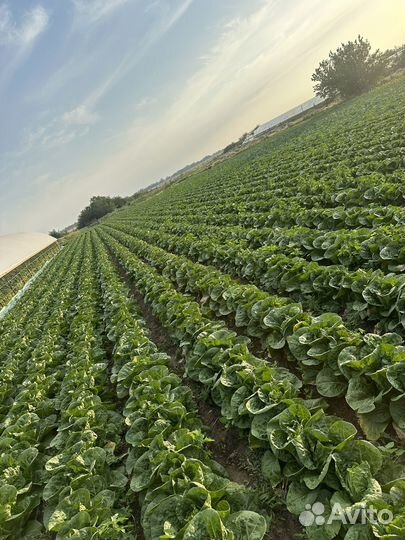 Пекинская капуста