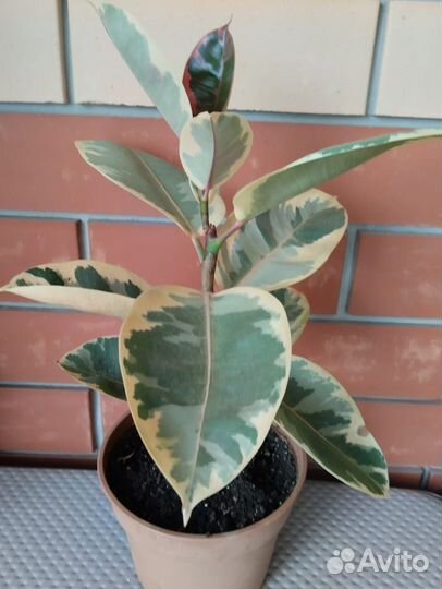 Фикус Бенджамина