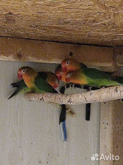 Неразлучники