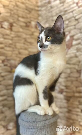 Котята бесплатно