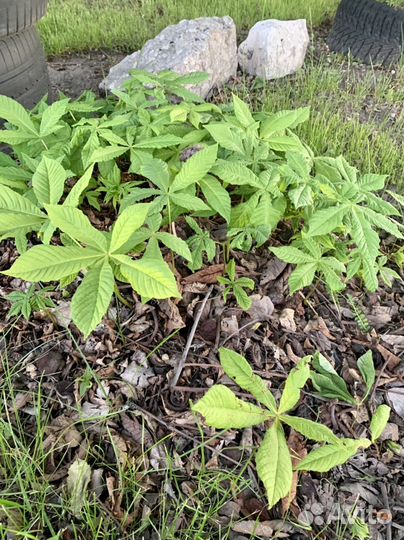 Каштан конский