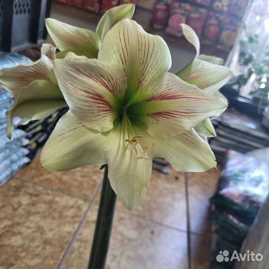 Амариллис