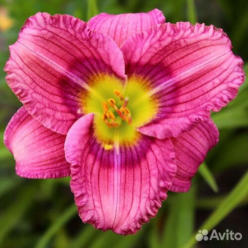 111 многолетников для дачи и сада